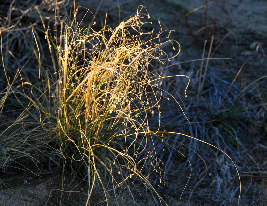 Indian Ricegrass Example