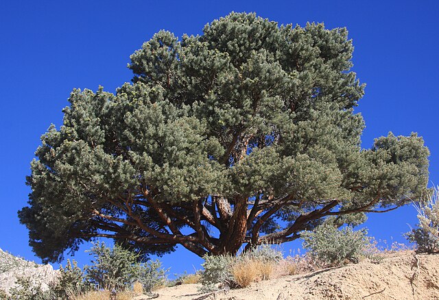 Pinyon Pine Example