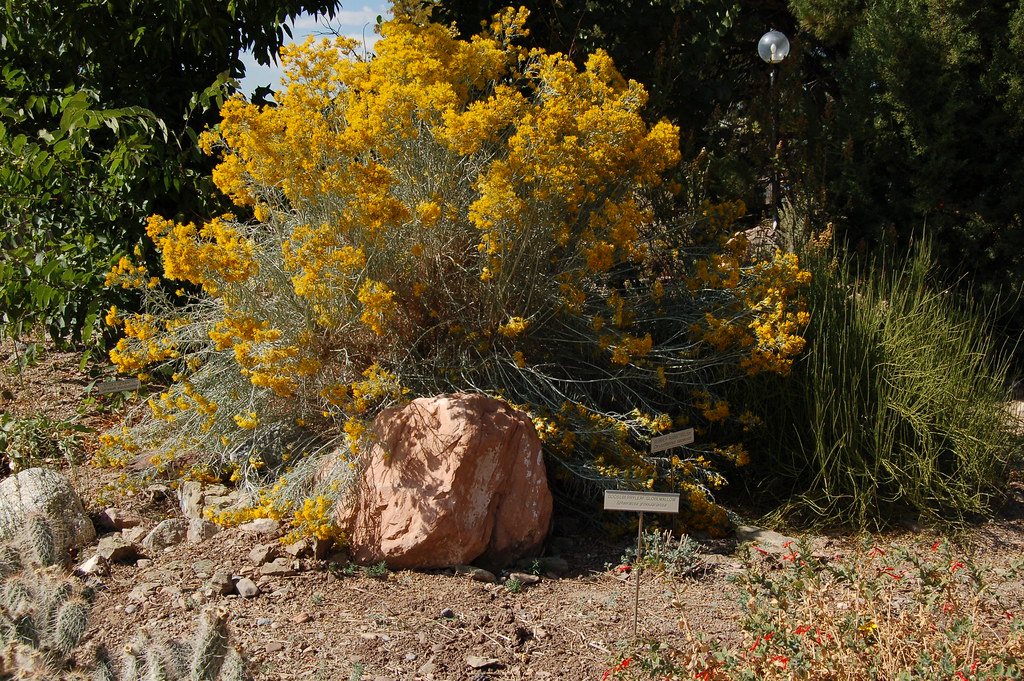 Rabbitbrush Example