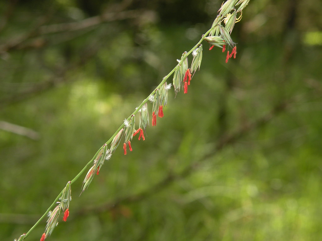 Sideoats Grama Example