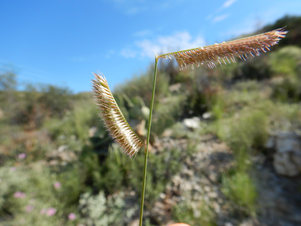 Native Grass Example