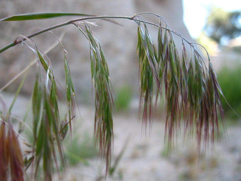 Cheatgrass Example