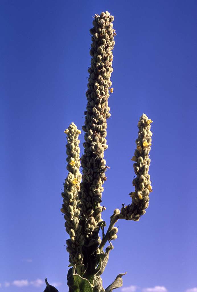 Mullein Example