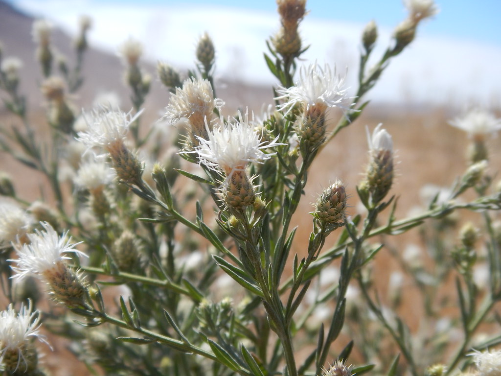 Knapweed Example