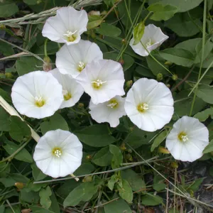 Field Bindweed Example