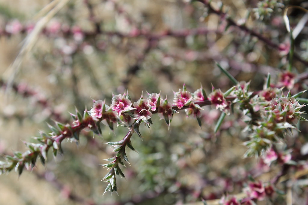 Russian Thistle Example