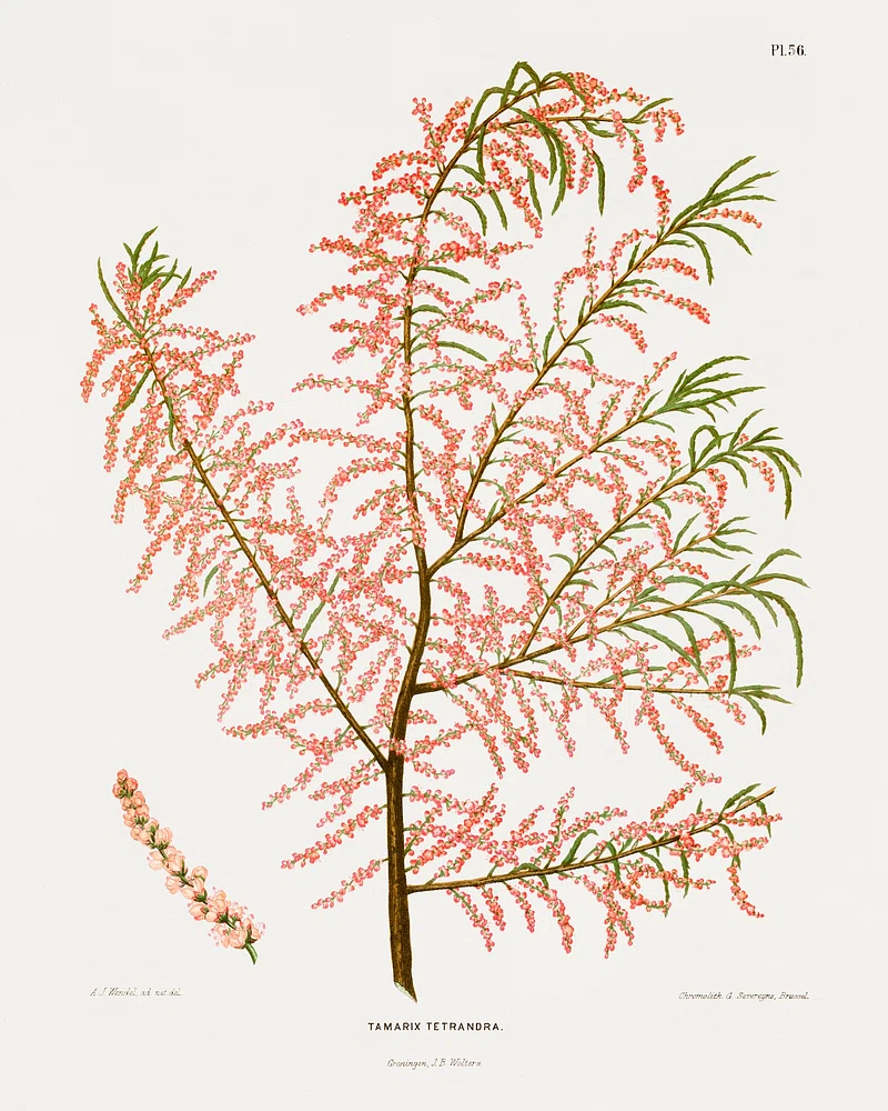 Tamarisk Example