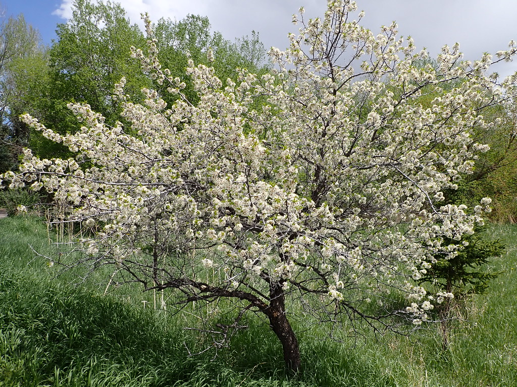 American Plum (Prunus americana)