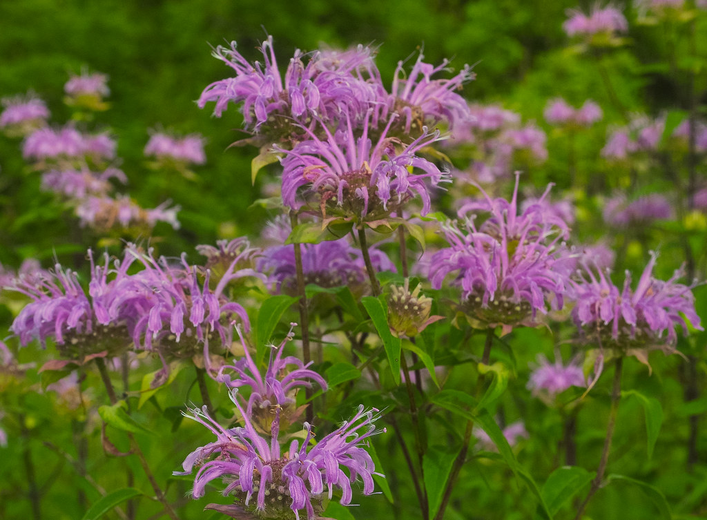 Bee Balm (Monarda fistulosa)