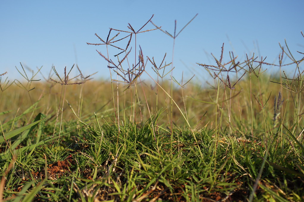 Bermudagrass (Cynodon dactylon)