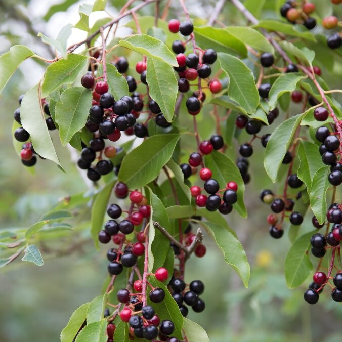 Black Cherry (Prunus serotina)