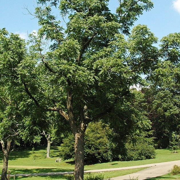 Black Walnut (Juglans nigra)