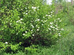 Blackhaw Viburnum (Viburnum prunifolium)