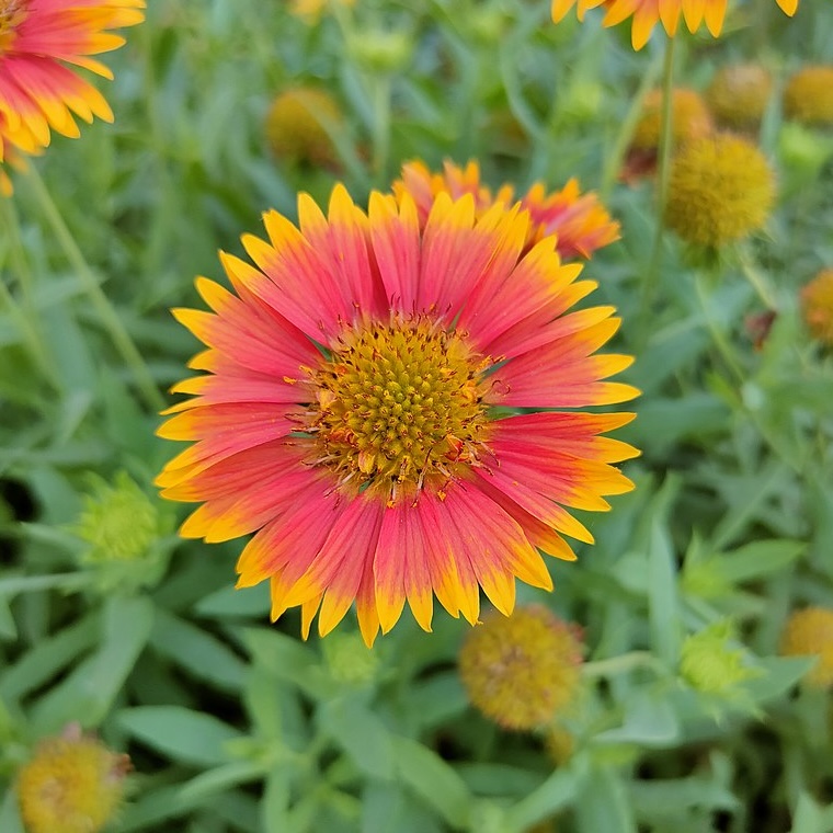 Blanketflower (Gaillardia pulchella)