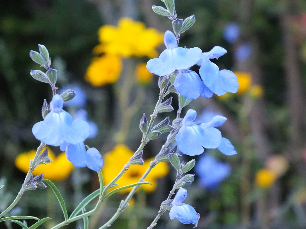 Blue Sage (Salvia azurea)