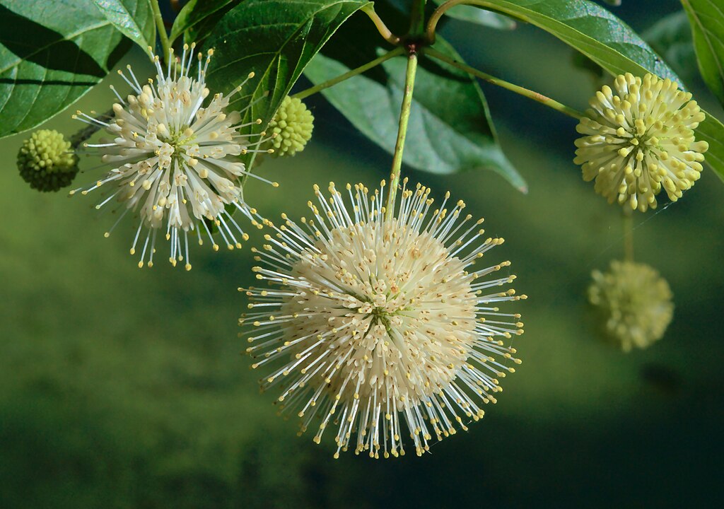 Buttonbush (Cephalanthus occidentalis)