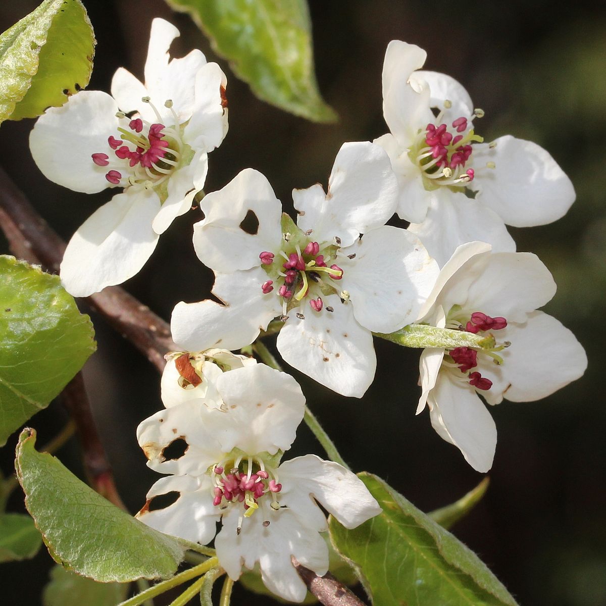 Callery Pear (Pyrus calleryana)