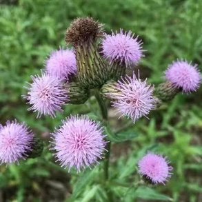 Canada Thistle (Cirsium arvense)