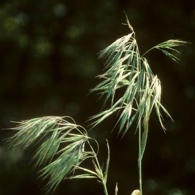 Cheatgrass (Bromus tectorum)