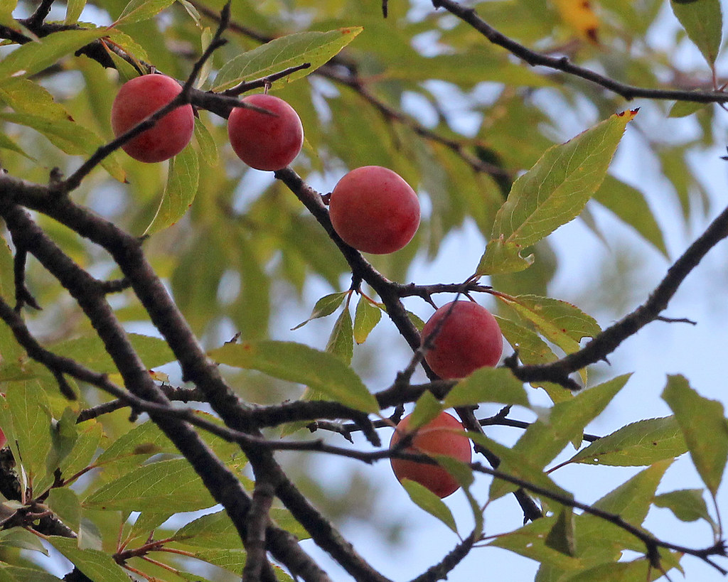 Chickasaw Plum (Prunus angustifolia)