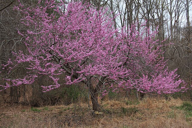 Eastern Redbud (Cercis canadensis)