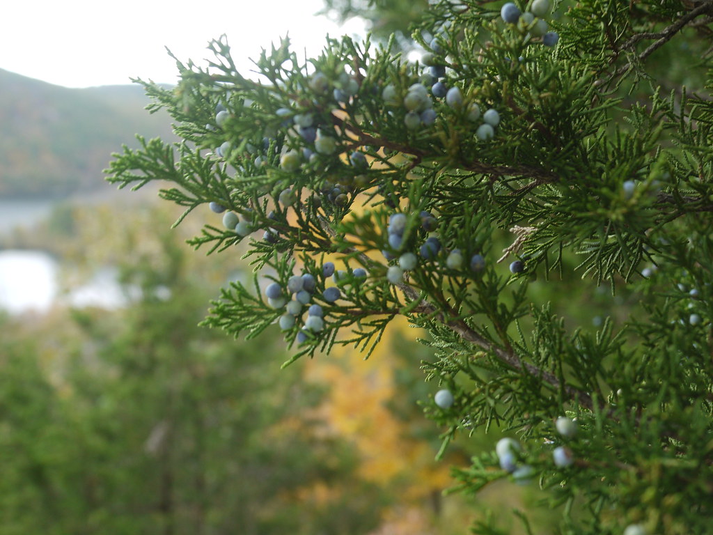 Eastern Redcedar (Juniperus virginiana)