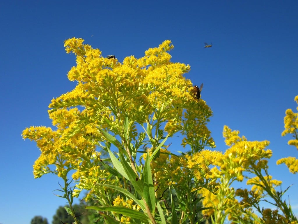 Goldenrod (Solidago spp.)