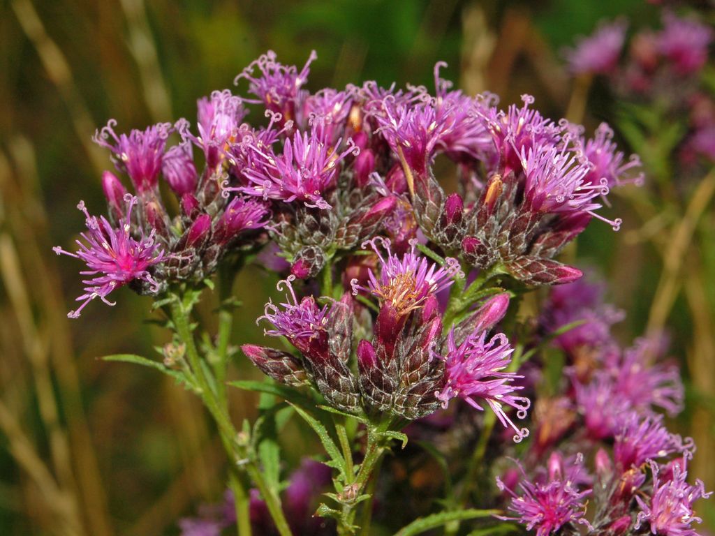 Ironweed (Vernonia spp.)