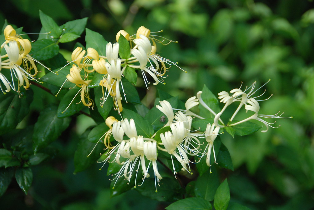 Japanese Honeysuckle (Lonicera japonica)