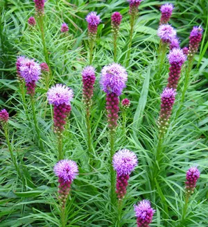 Liatris (Liatris spicata)