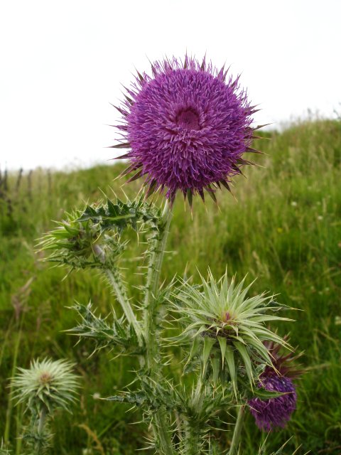 Musk Thistle (Carduus nutans)