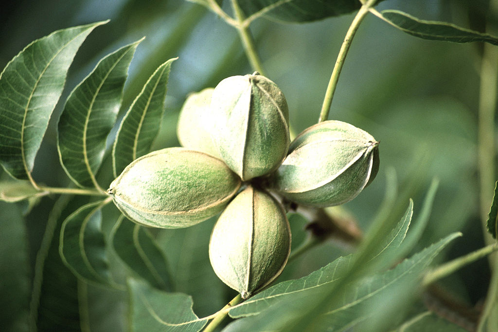 Pecan (Carya illinoinensis)