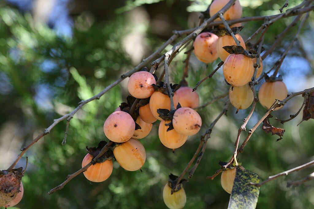 Persimmon (Diospyros virginiana)