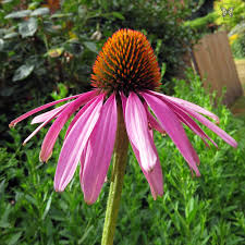 Purple Coneflower (Echinacea purpurea)