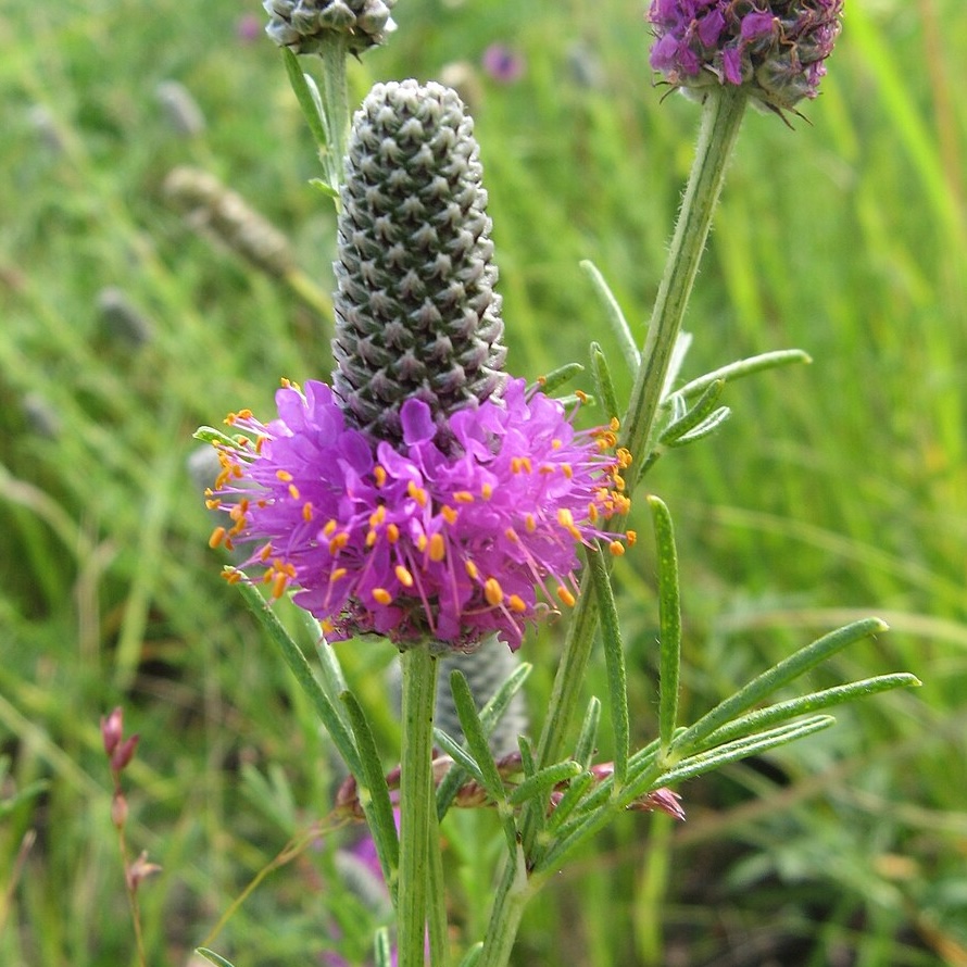 Purple Prairie Clover (Dalea purpurea)