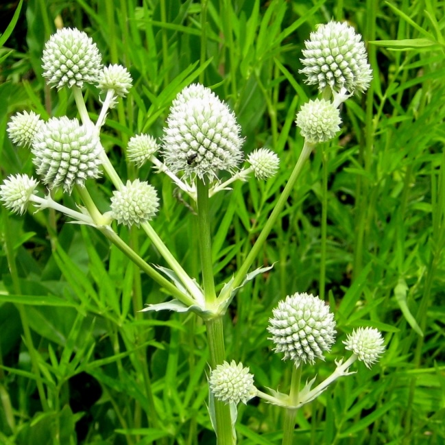 Rattlesnake Master (Eryngium yuccifolium)