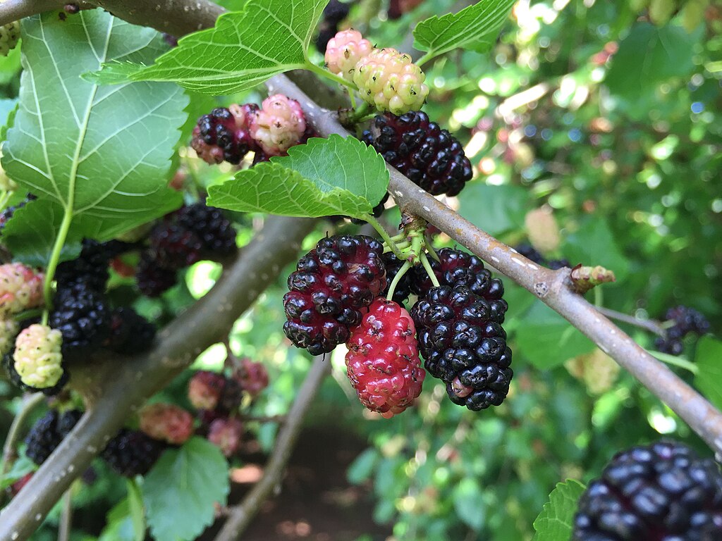 Red Mulberry (Morus rubra)