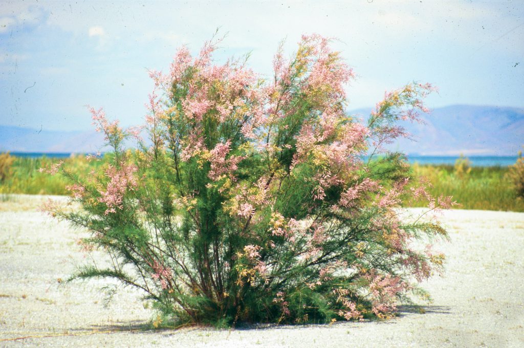 Saltcedar (Tamarix spp.)