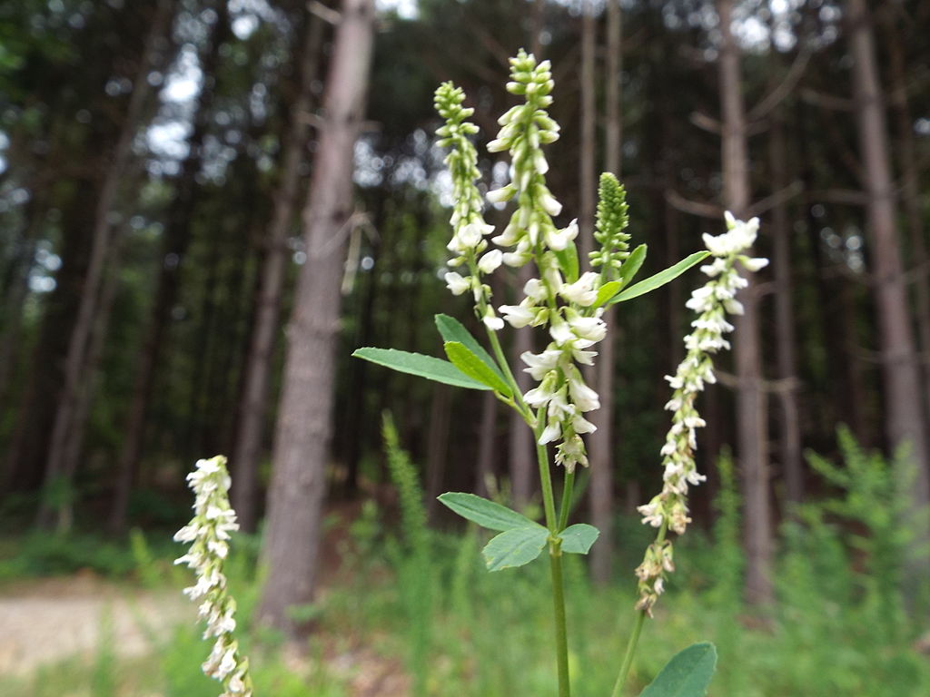 Sericea Lespedeza (Lespedeza cuneata)