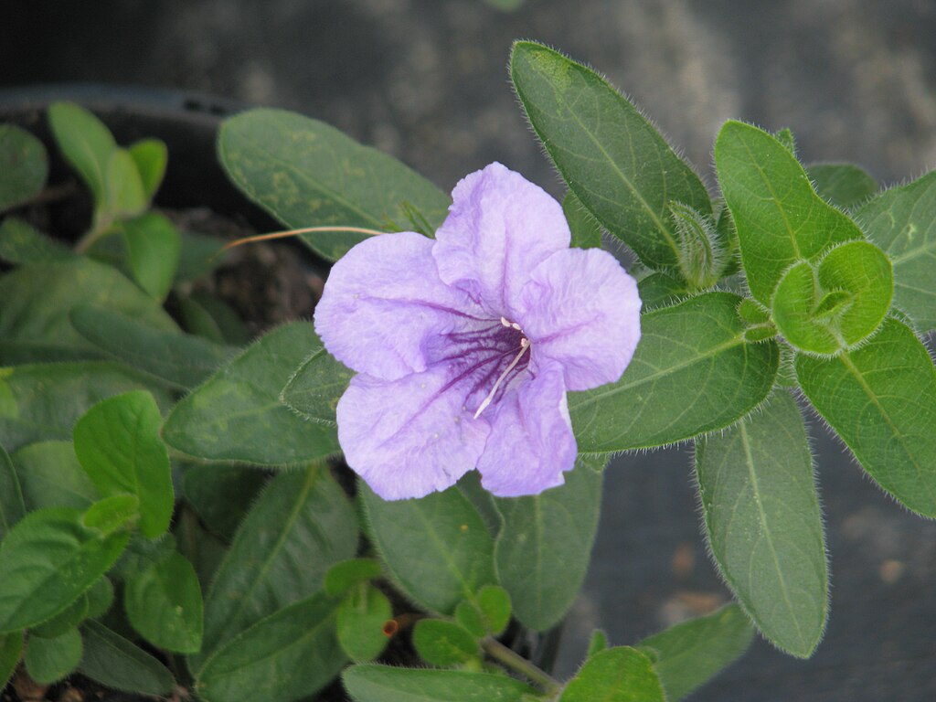 Wild Petunia (Ruellia humilis)