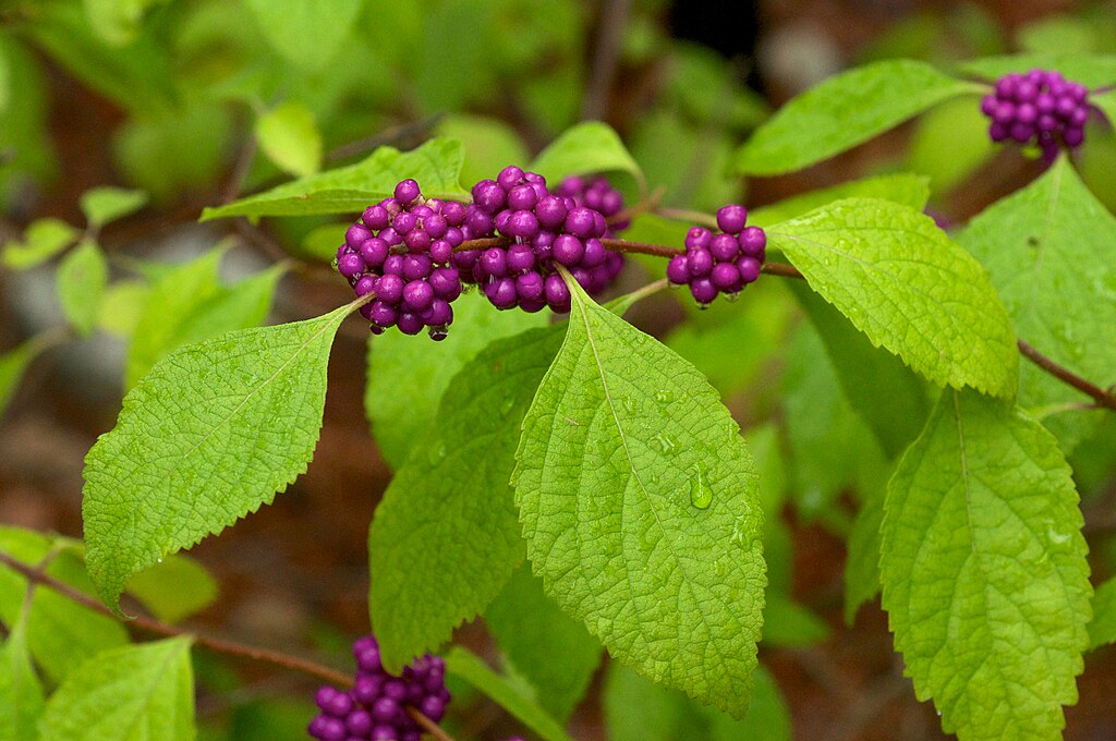 American Beautyberry (Callicarpa americana) Photo Credit- Eric Hunt