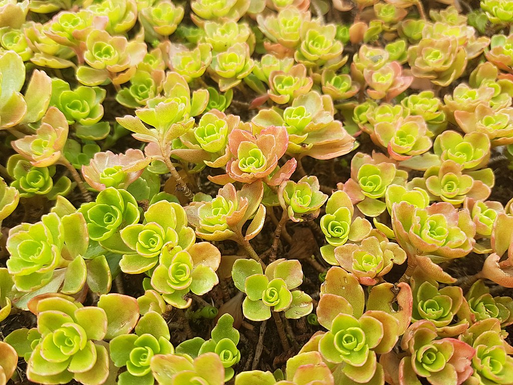 Sedum Spurium (Caucasian Stonecrop)