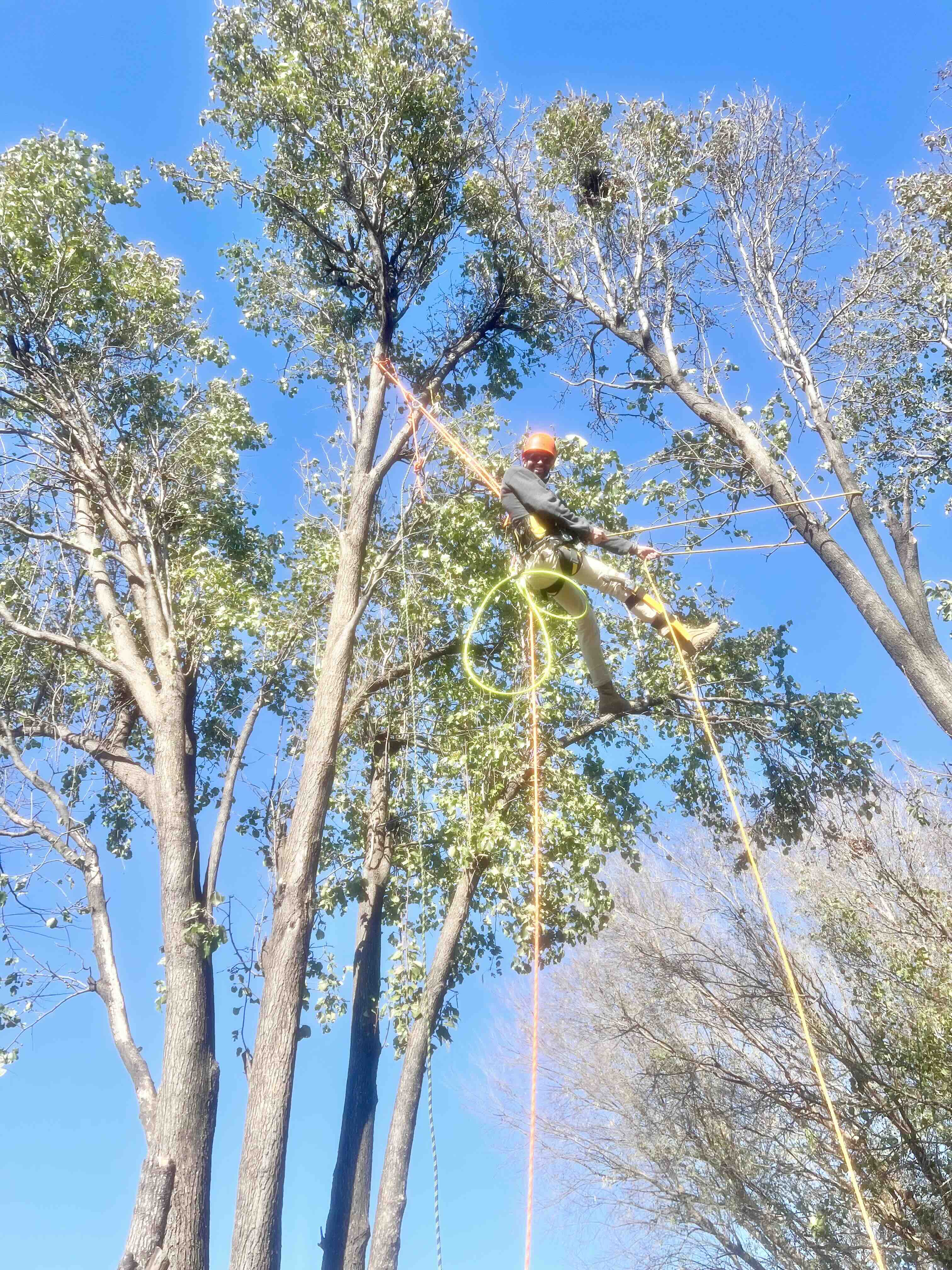 Tree service, tree care, tree pruning, Oklahoma City, Edmond, Oklahoma