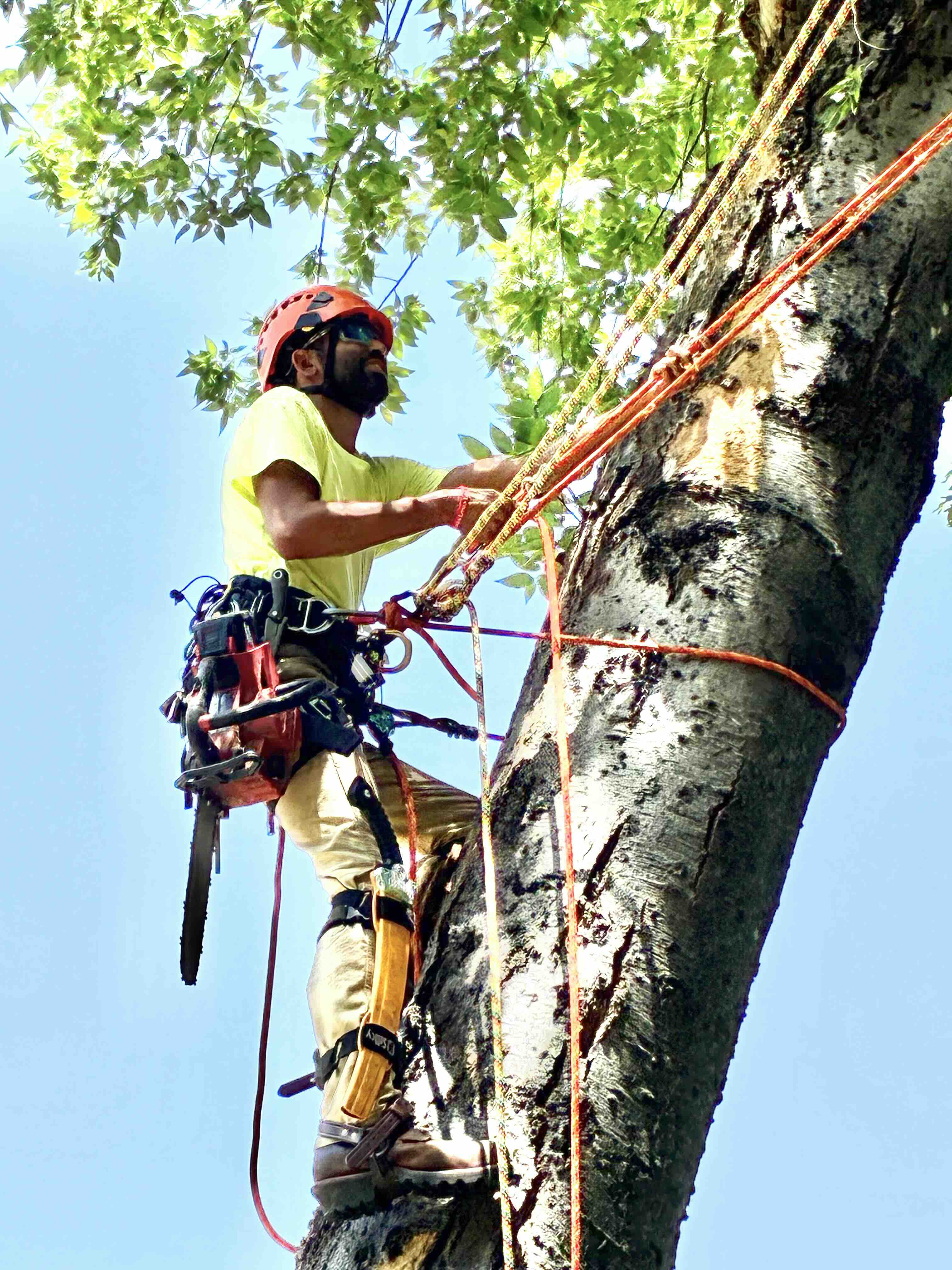 Climbing arborist moving through a mature pecan tree canopy