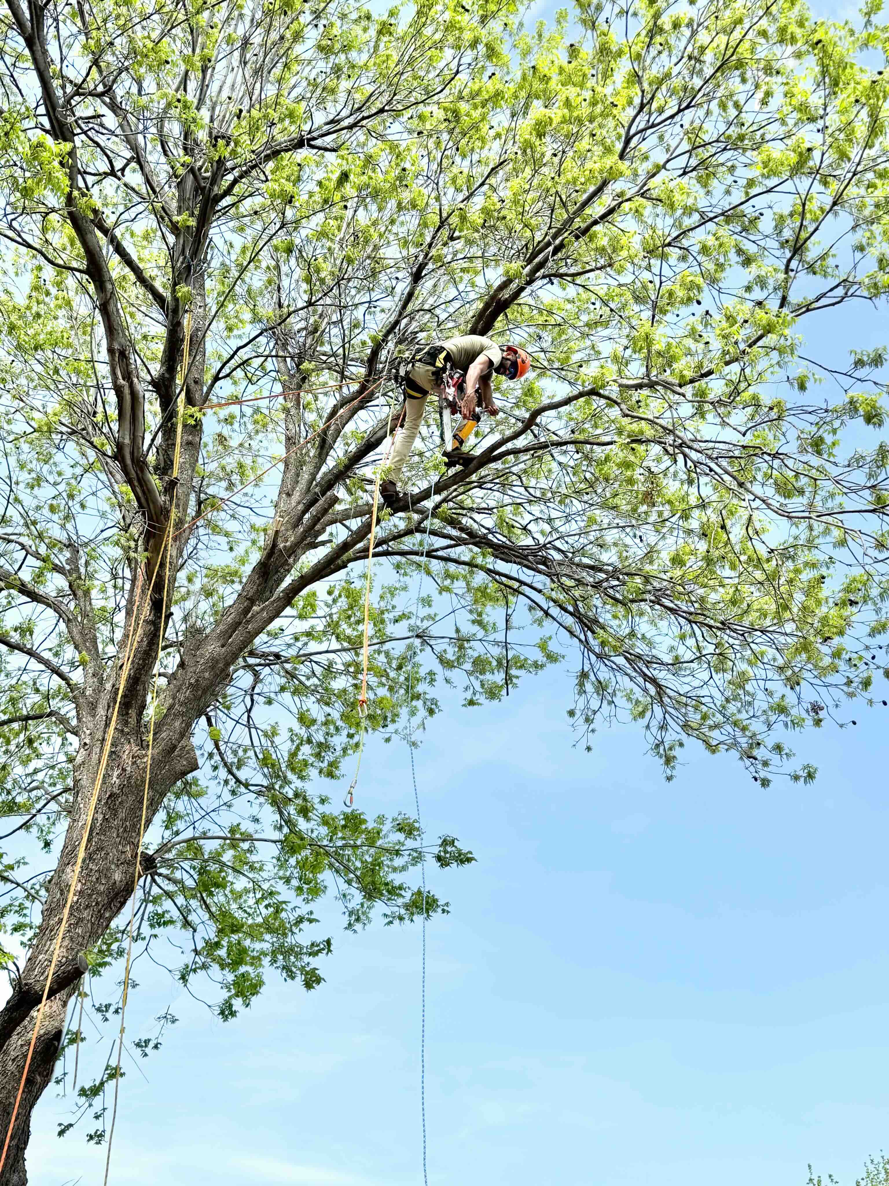 arborist transitioning between trees using ropes