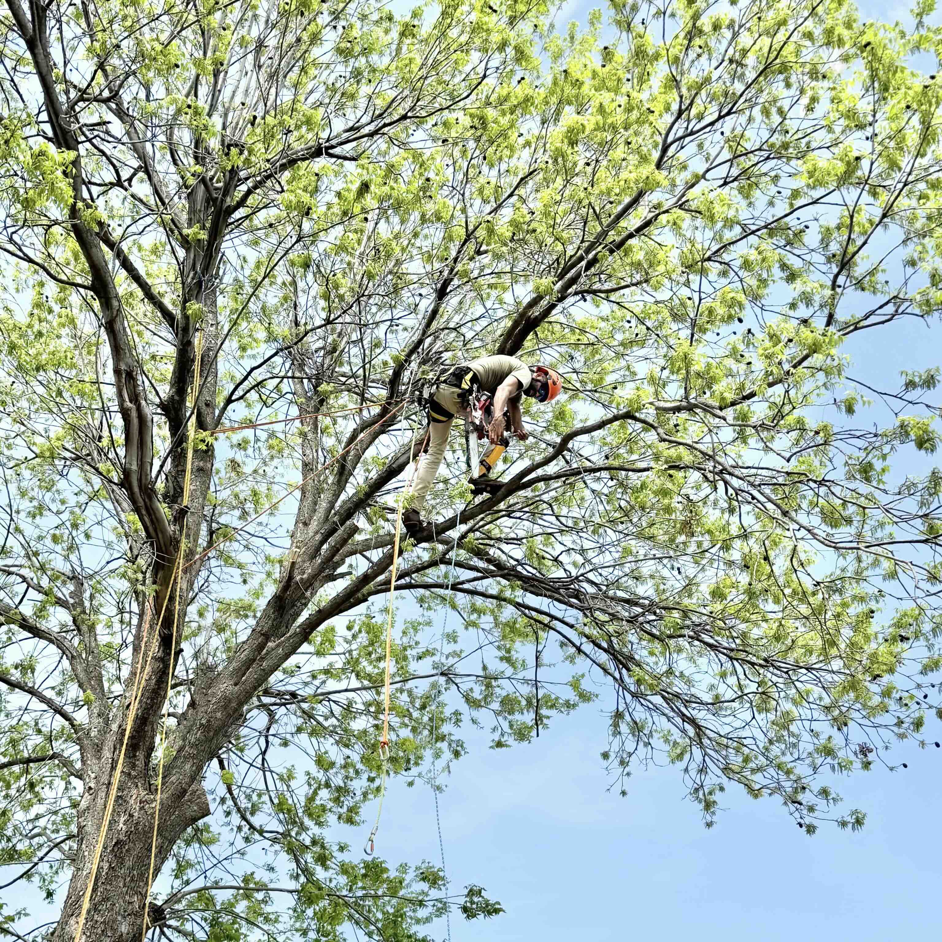 Tree service, tree care, tree pruning, arborist, Oklahoma City, Edmond, Oklahoma