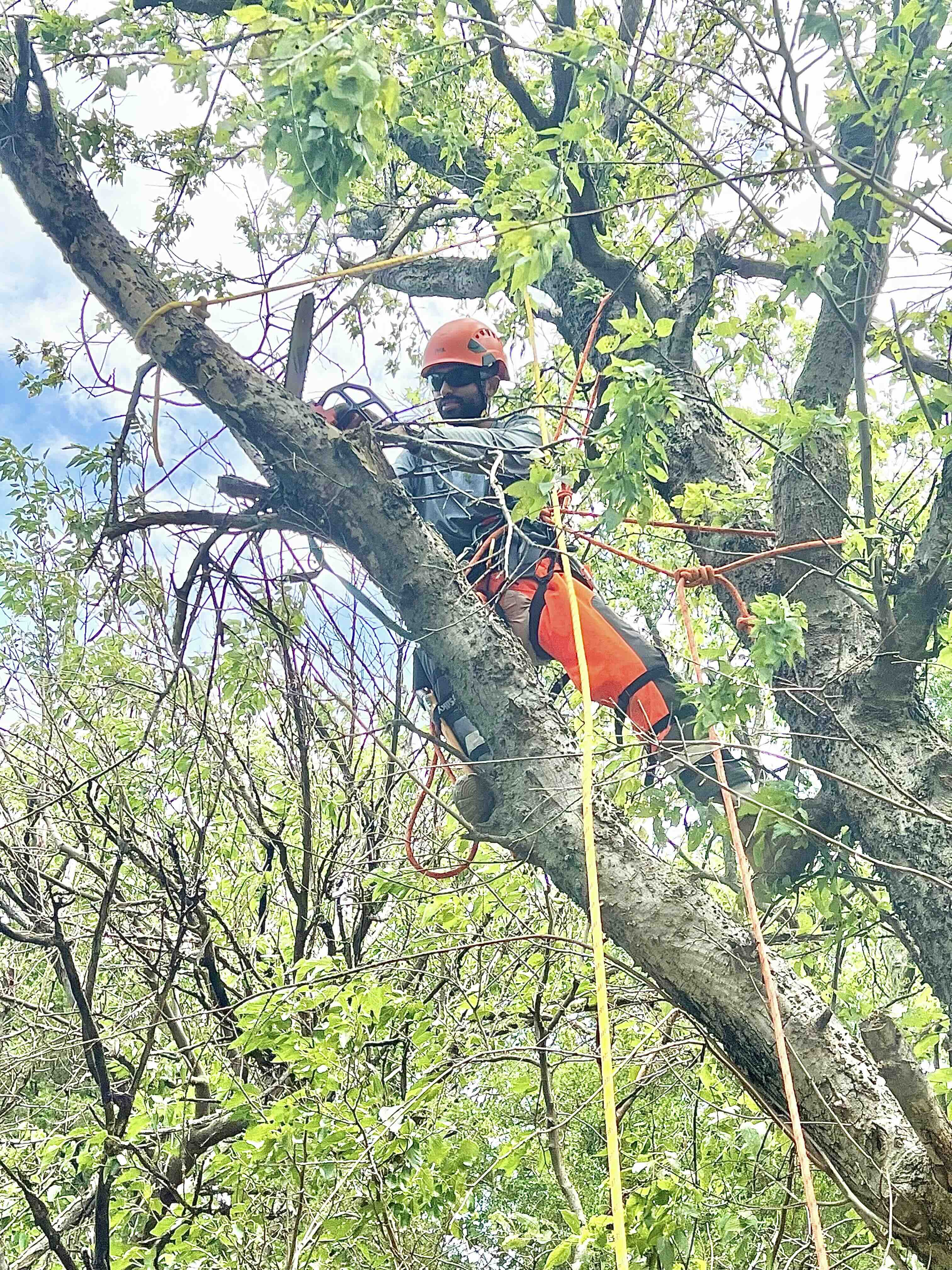 pruning large limb