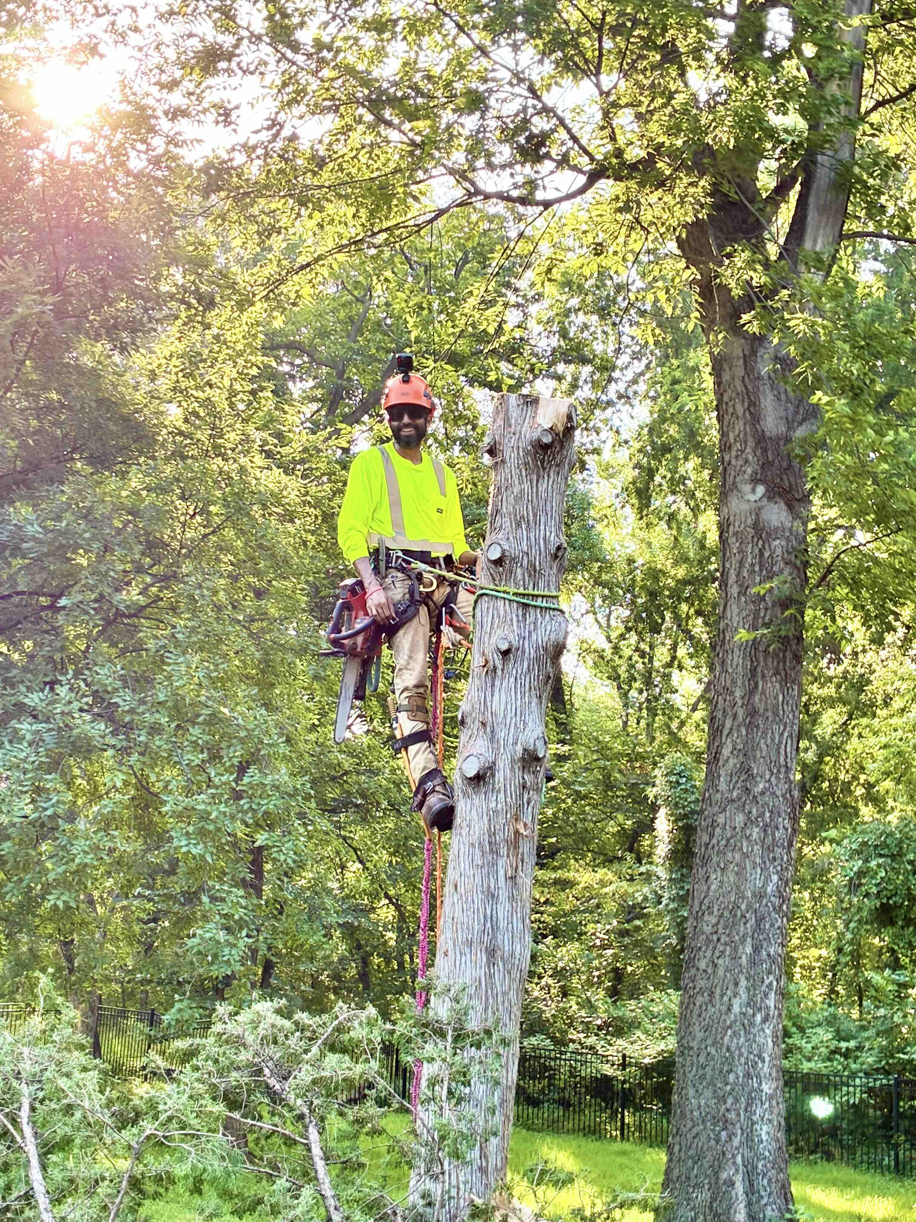 Arborist using a top-handle saw during a climbing removal