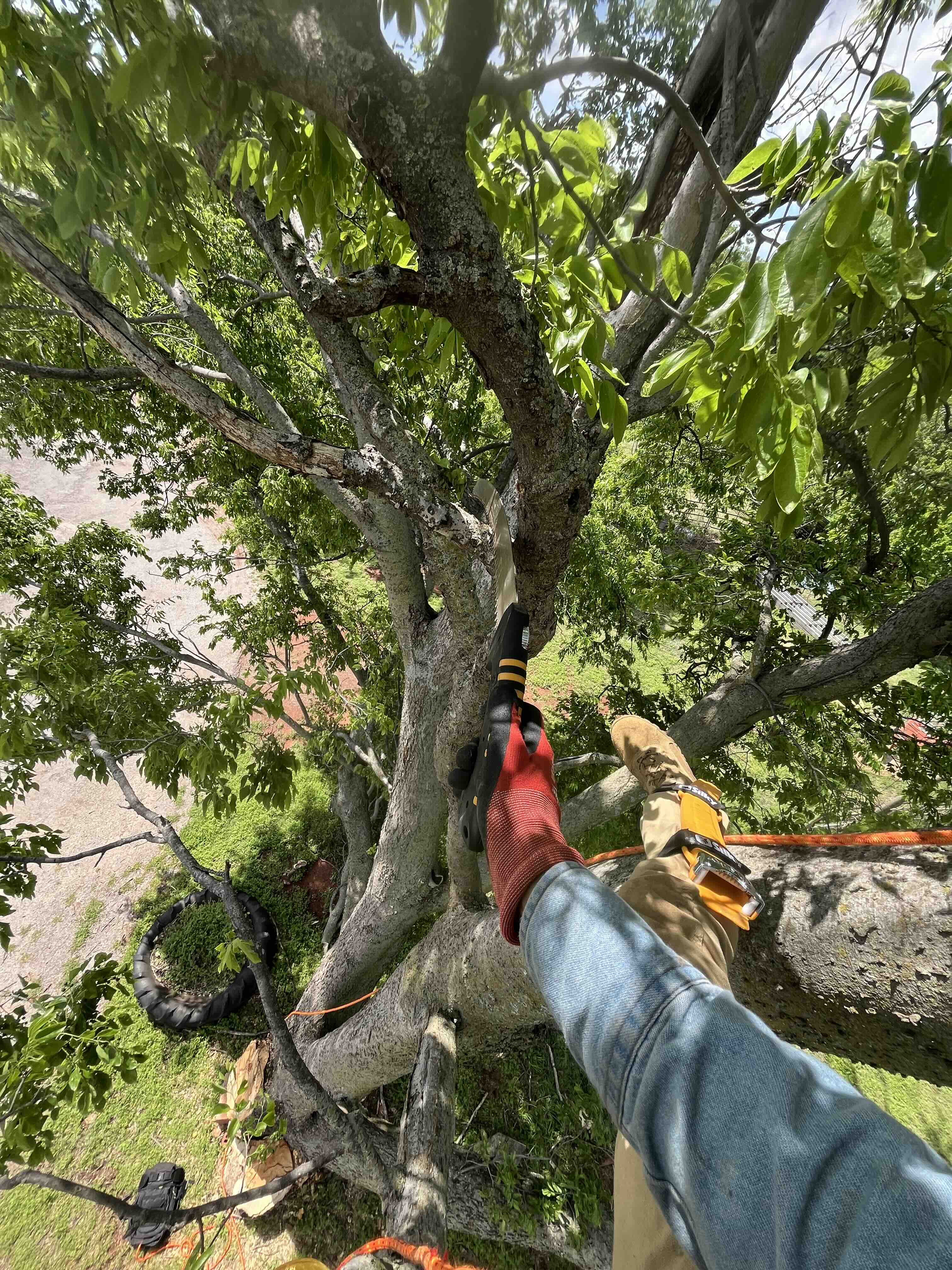 arborist handpruning up in a hackberry crown
