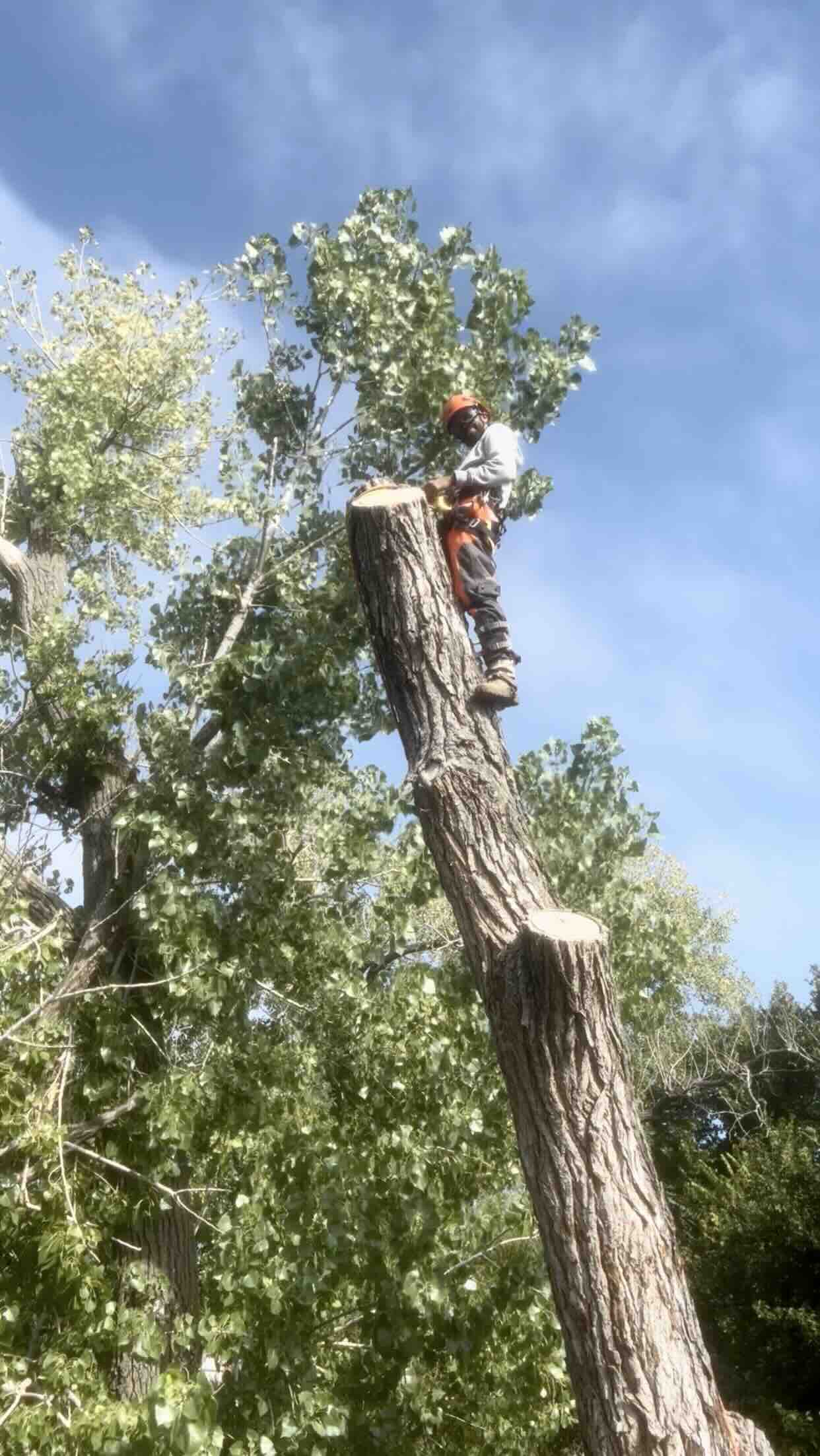 arborist on an eastern cottonwood spar